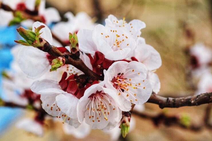 Weiße Cerasus serrulata Blumensamen – Alte Sorte gentechnikfrei hohe Keimfähigkeit Samen