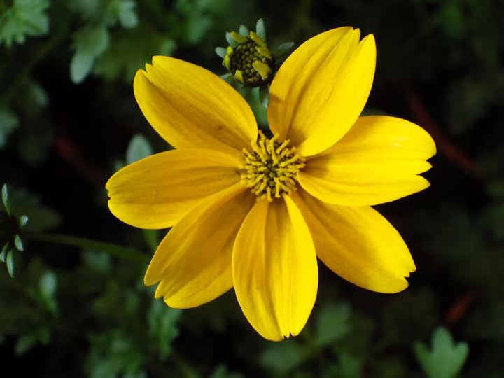 Gelbe Bidens Pilosa Blumensamen zum Pflanzen, samenfest, gentechnikfrei, hohe Keimrate, Bio-Gartensamen