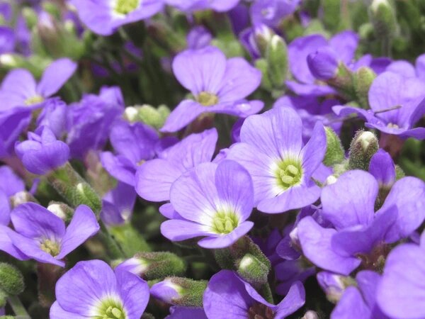 Purple Aubrieta Flower Seeds for Planting – Heirloom Non-GMO High Germination Organic Garden Seeds