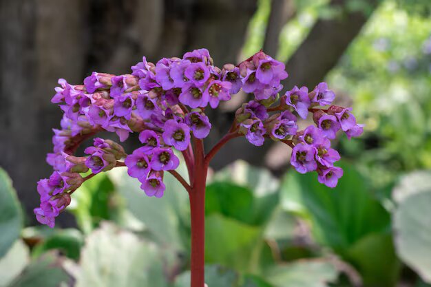 Bergenia Flower Purple Seeds for Planting – Heirloom Non-GMO High Germination Organic Seeds