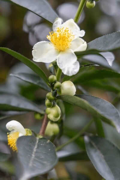 Camellia sinensis Flower Seeds – Heirloom, Non-GMO, High Germination Seeds for Planting