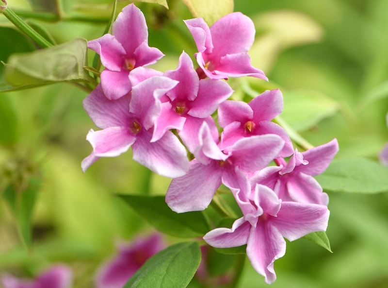 Pink Climbing Jasmine Flower Seeds for Planting – Heirloom Non-GMO High Germination Organic Garden Seeds