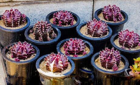 Purple Astrophytum Flower Seeds for Planting – Heirloom Non-GMO High Germination Organic Seeds