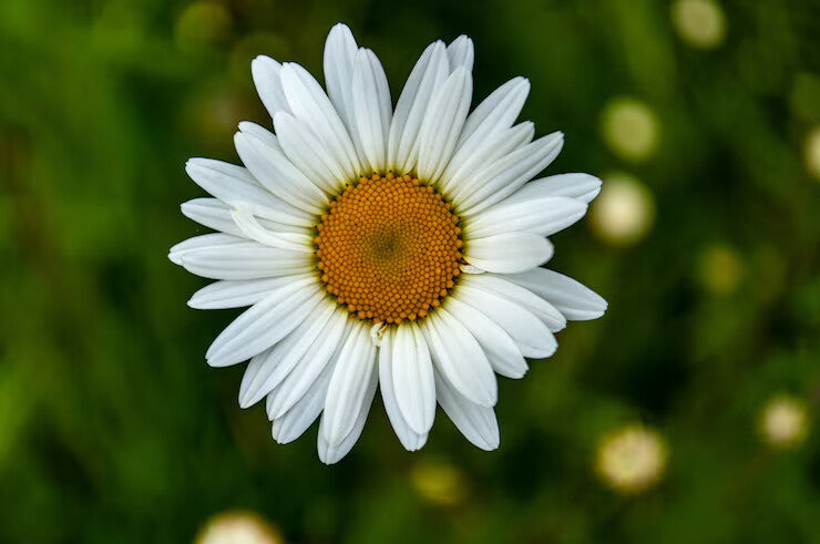 White Sunflower Flower Seeds Heirloom Non-GMO High Germination Organic Garden Seeds for Planting