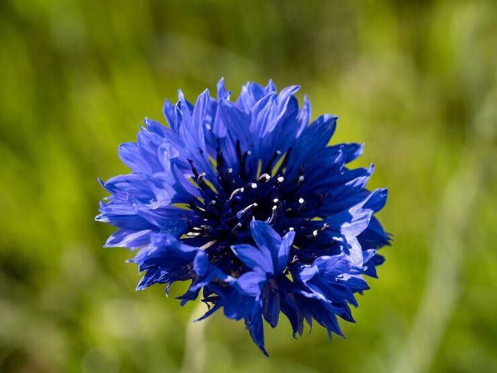Blue Astrantia Flower Seeds for Planting – Heirloom Non-GMO High Germination Organic Seeds