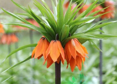 Imperial Flower Seeds Orange – Heirloom, Non-GMO, High Germination Seeds