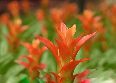 Orange Bromeliad Plant Seeds – Heirloom, Non-GMO, High Germination, Organic Garden Seeds