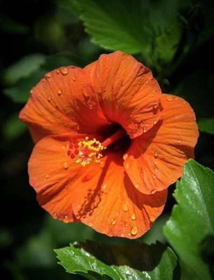 Giant Hibiscus Flower Seeds Orange – Heirloom, Non-GMO, High Germination Seeds