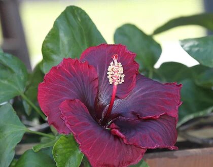 Dark Red Hibiscus Flower Seeds – Heirloom Non-GMO High Germination Seeds