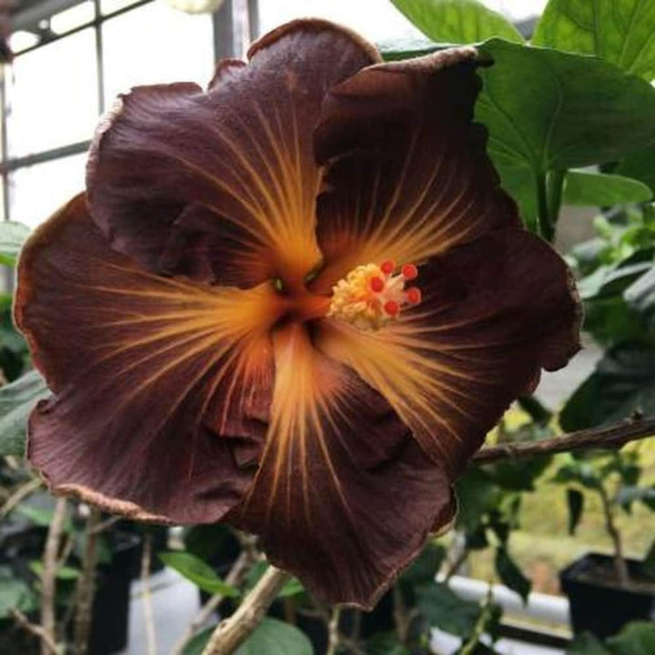 Brown Hibiscus Flower Seeds For Planting – Heirloom, Non-GMO, High Germination Seeds