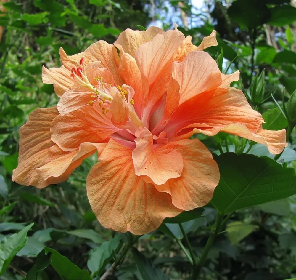 Double Orange Hibiscus Flower Seeds – Heirloom, Non-GMO, High Germination Seeds