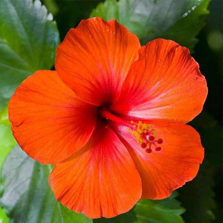 Giant Hibiscus Flower Seeds Orange – Heirloom, Non-GMO, High Germination Seeds