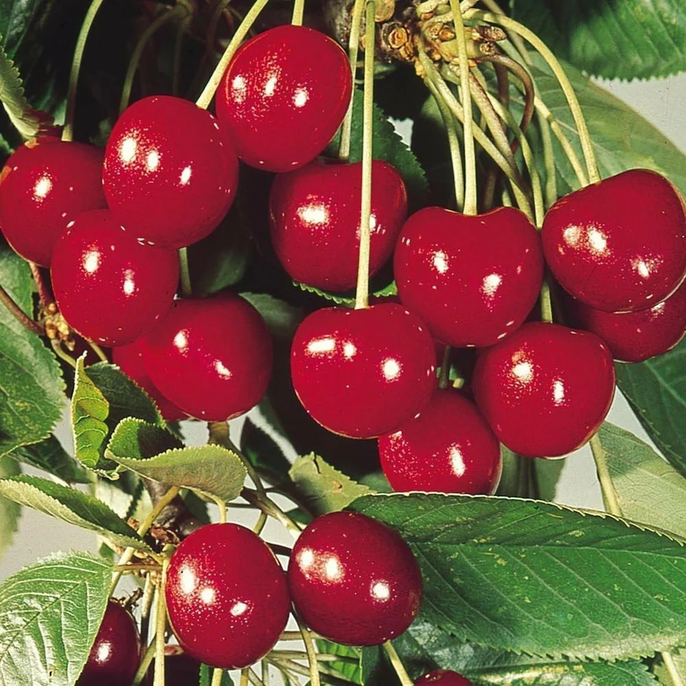 red sweet flower seeds