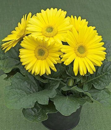 Yellow Daisy Gerbera Flower Seeds – Heirloom, Non-GMO, High Germination Seeds