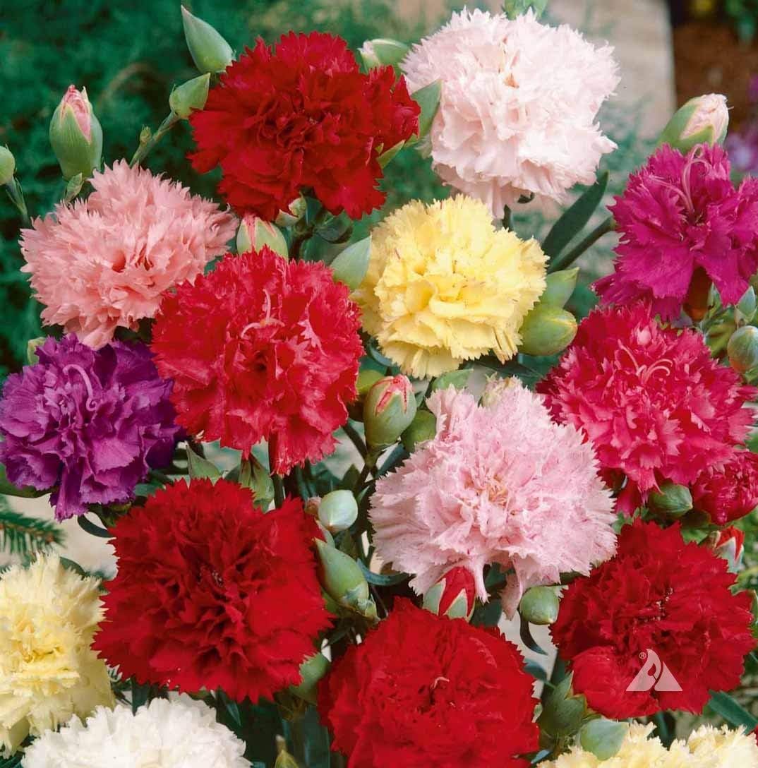 clove flower flower seeds