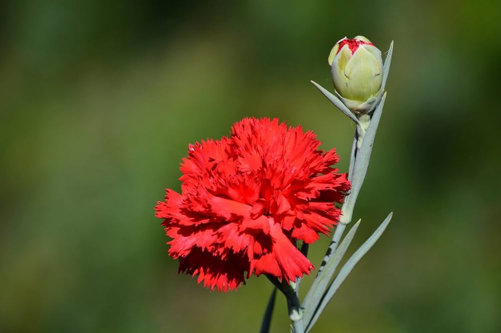 clove dianthus flower seeds