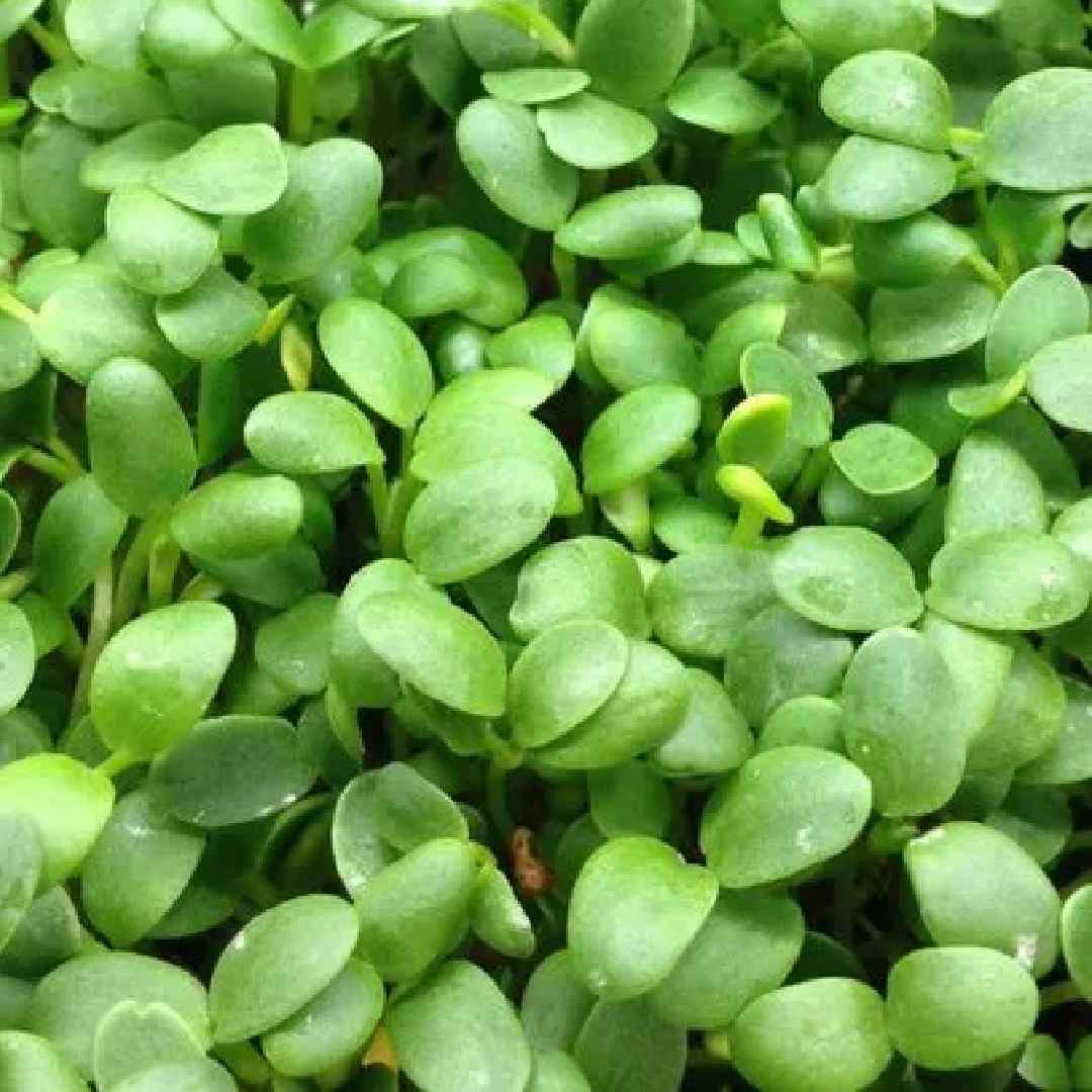 packs micro flower seeds