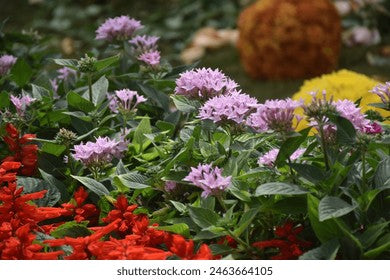 sternblume flower flower seeds