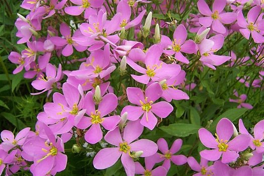 Pink Gentian Flower Seeds – Heirloom, Non-GMO, High Germination Seeds for Planting