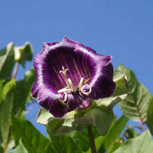 cobaeascandenscupandsaucervineheirloomnongmohighgerminationorganicgarden flower seeds