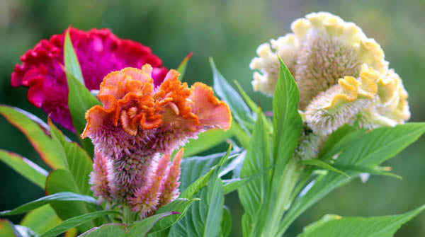 celosia amigo flower seeds
