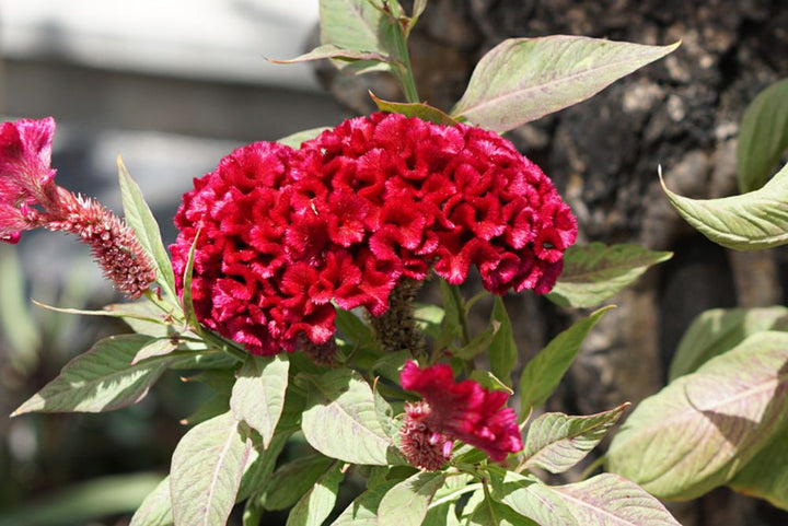 Red Cockscomb Flower Seeds for Planting – Heirloom Non-GMO High Germination Seeds