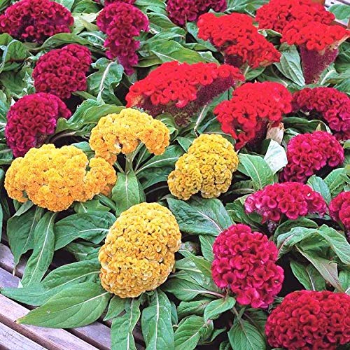 cockscomb dwarf flower seeds