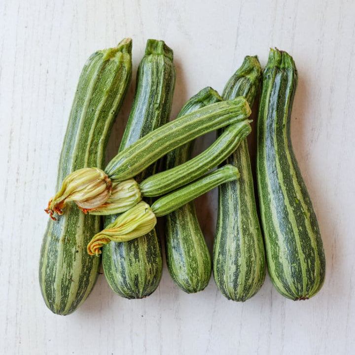 Cocozelle Summer Squash Seeds – Heirloom, Non-GMO, High Germination Organic Garden Seeds