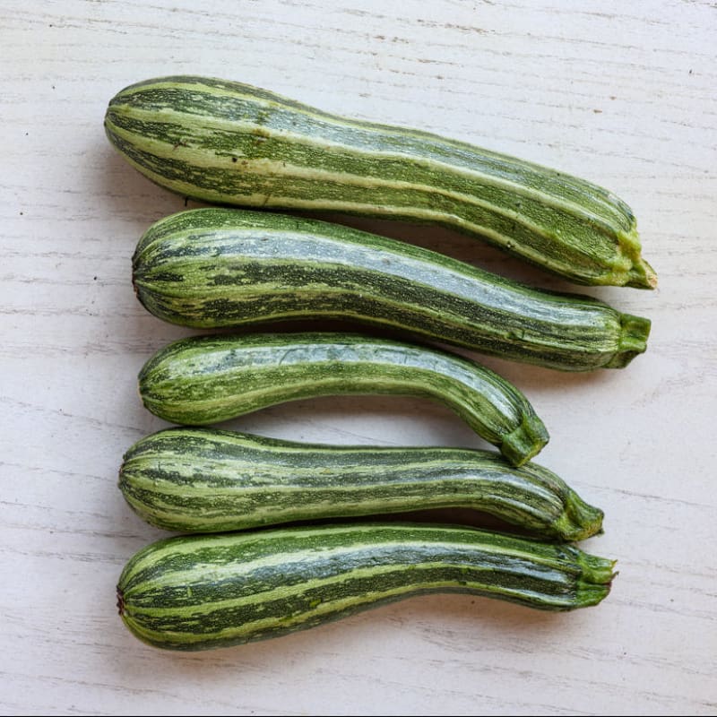 Cocozelle Summer Squash Seeds – Heirloom, Non-GMO, High Germination Organic Garden Seeds