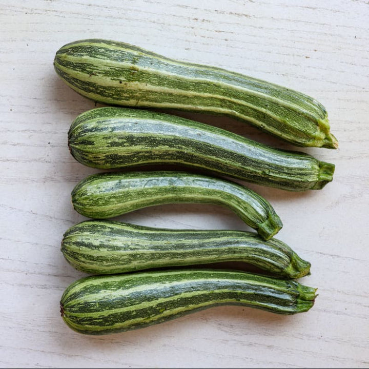 Cocozelle Summer Squash Seeds – Heirloom, Non-GMO, High Germination Organic Garden Seeds