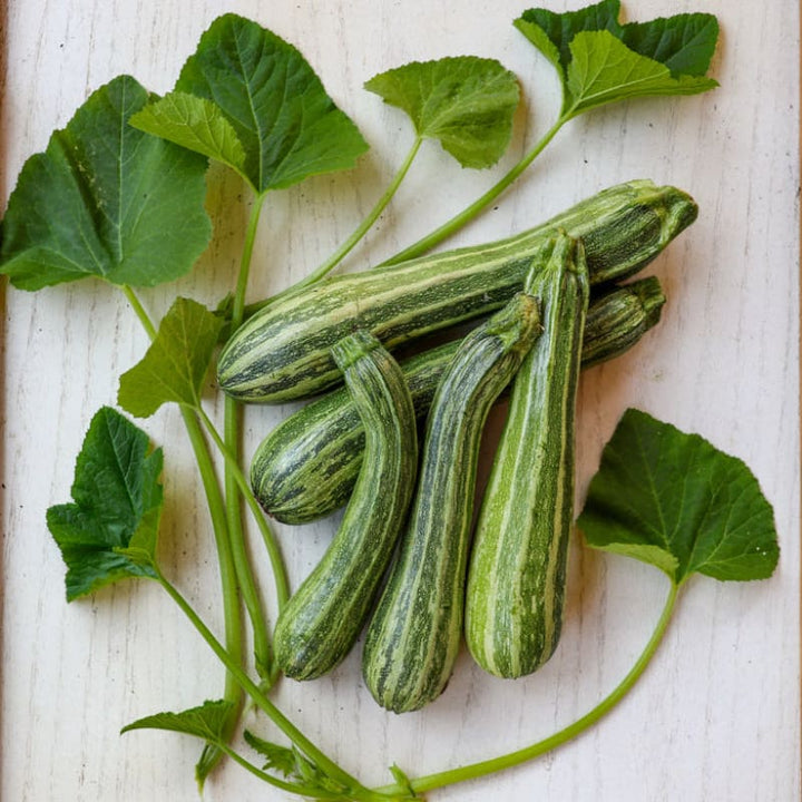 Cocozelle Summer Squash Seeds – Heirloom, Non-GMO, High Germination Organic Garden Seeds