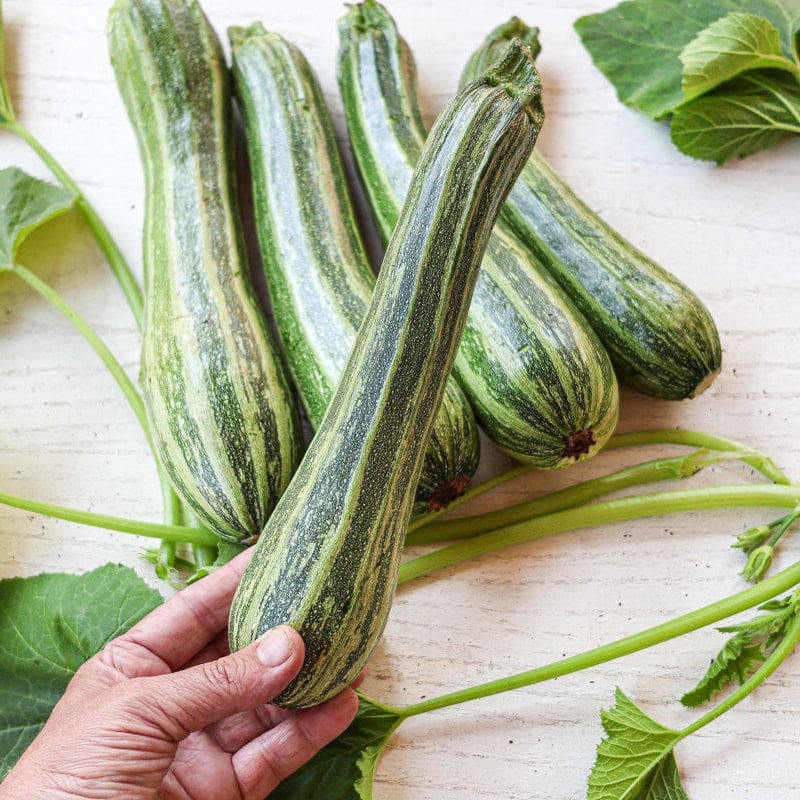 Cocozelle Summer Squash Seeds – Heirloom, Non-GMO, High Germination Organic Garden Seeds