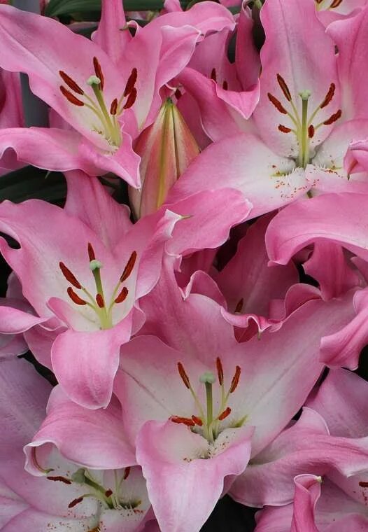 Light Pink Clivia Flower Seeds – Heirloom, Non-GMO, High Germination Seeds