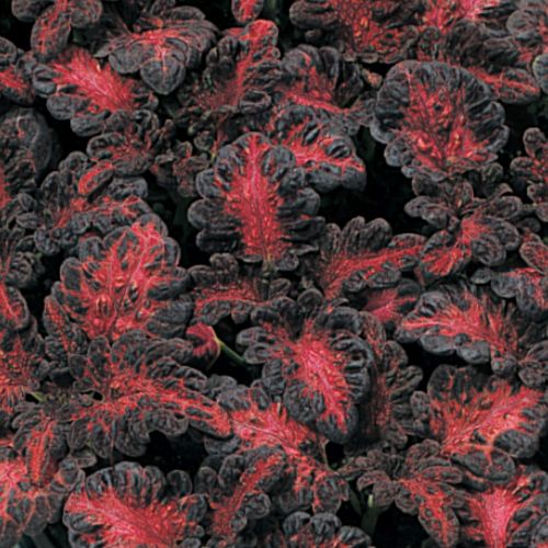 black coleus flower seeds