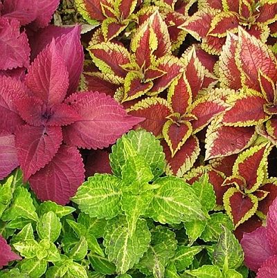 coleus blumei flower seeds