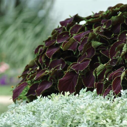coleuschocolatemintimportedheirloomnongmohighgerminationorganicgarden flower seeds