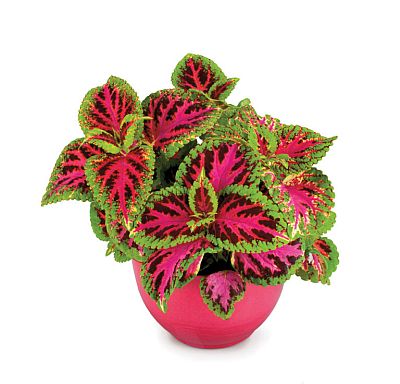 coleus colorpride flower seeds