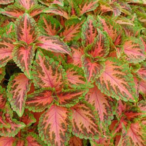 coleuscoralsunriseimportedheirloomnongmohighgerminationorganicgarden flower seeds
