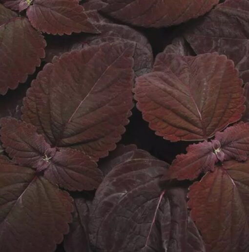 coleus dark flower seeds