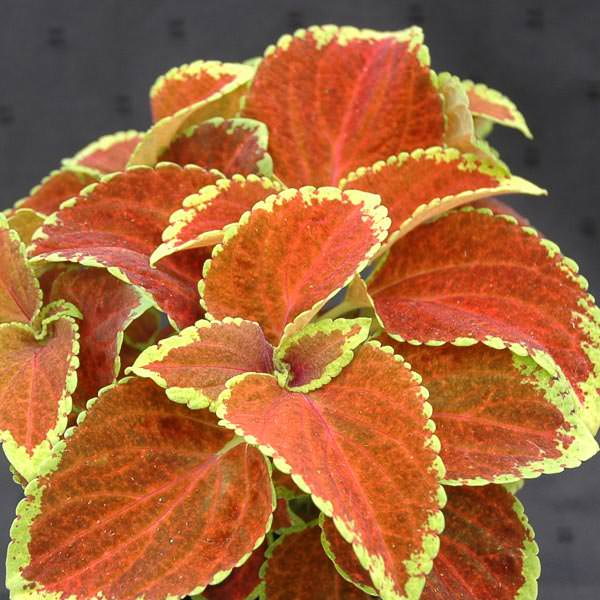 Orange Coleus Plant Seeds for Planting – Heirloom Non-GMO High Germination Seeds