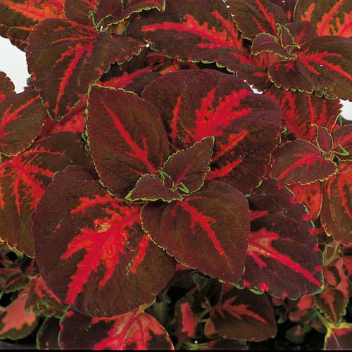 coleus festive flower seeds