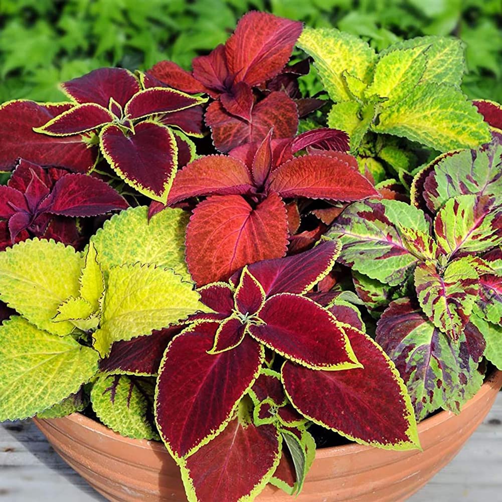 coleus foliage flower seeds