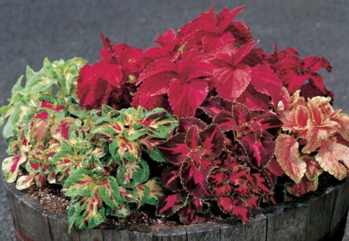 coleussuperfinerainbowmasterblendimportedheirloomnongmohighgerminationorganicgarden flower seeds
