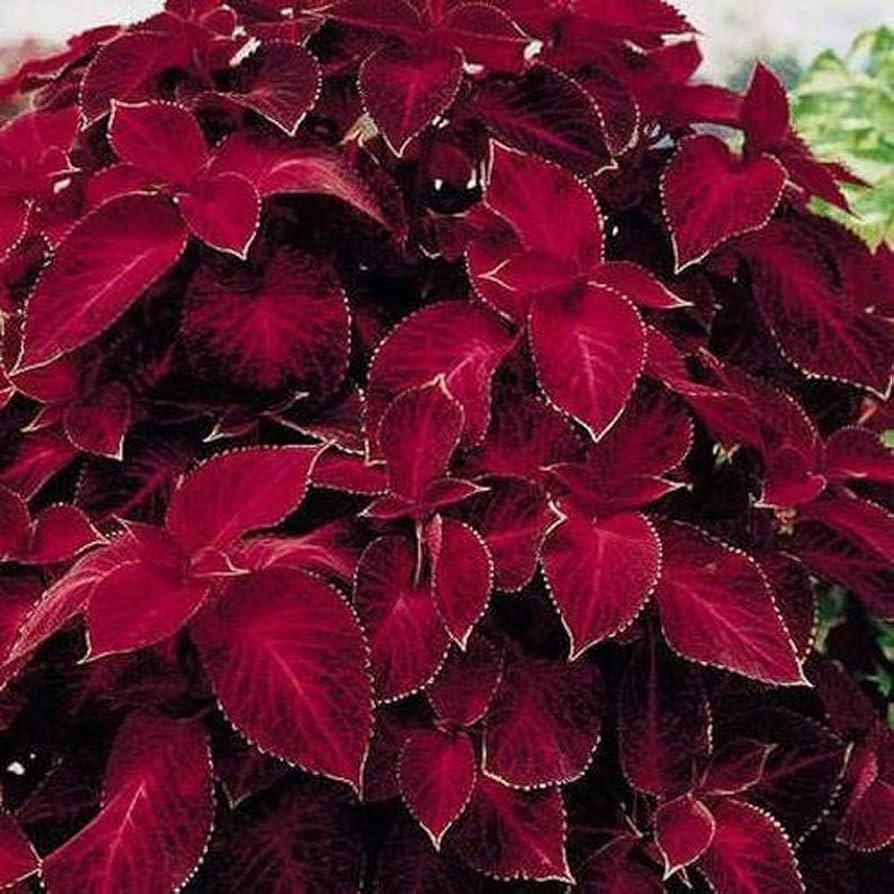 red coleus flower seeds