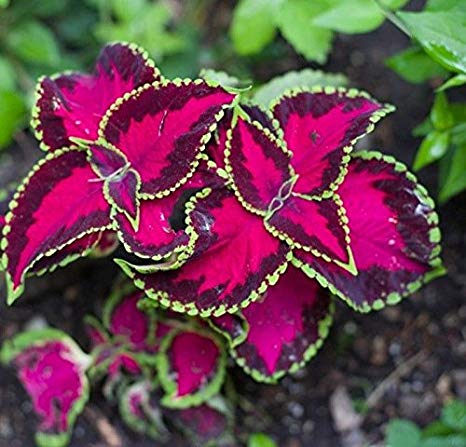 coleus fairway flower seeds