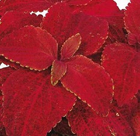 coleus volcano flower seeds