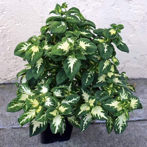 coleus wizard flower seeds