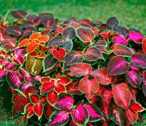 coleus wizard flower seeds