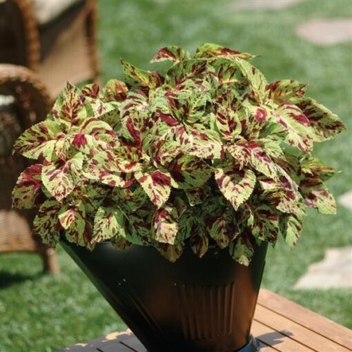 coleus wizard flower seeds