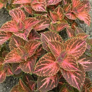 coleuswizardpastelimportedheirloomnongmohighgerminationorganicgarden flower seeds